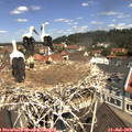 11_30-nest.jpg