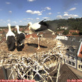 11_35-nest.jpg