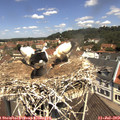 11_40-nest.jpg