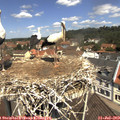 11_45-nest.jpg