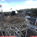 11_50-nest.jpg