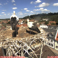 11_55-nest.jpg