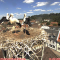 12_00-nest.jpg