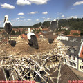 12_15-nest.jpg