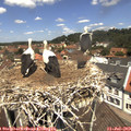 12_20-nest.jpg