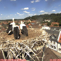 12_25-nest.jpg