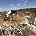 12_30-nest.jpg