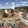 12_35-nest.jpg