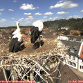 12_40-nest.jpg