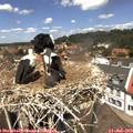 12_50-nest.jpg