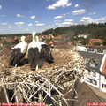 12_55-nest.jpg