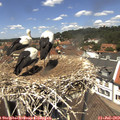 13_00-nest.jpg