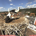13_05-nest.jpg
