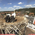 13_10-nest.jpg