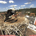 13_25-nest.jpg