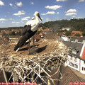 13_30-nest.jpg
