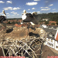 13_35-nest.jpg