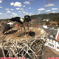 13_40-nest.jpg