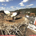 13_50-nest.jpg