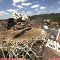 14_00-nest.jpg