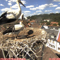 14_05-nest.jpg