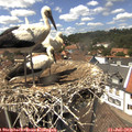 14_10-nest.jpg