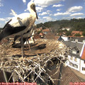 14_20-nest.jpg
