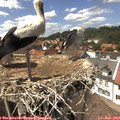 14_30-nest.jpg