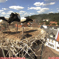 14_35-nest.jpg