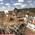 14_40-nest.jpg