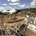 14_45-nest.jpg