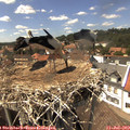 14_55-nest.jpg