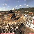 15_15-nest.jpg