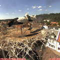 15_25-nest.jpg