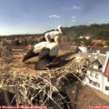 15_35-nest.jpg