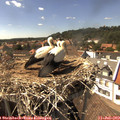 15_40-nest.jpg