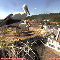 15_55-nest.jpg