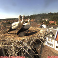 16_00-nest.jpg
