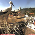 16_10-nest.jpg
