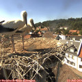 16_15-nest.jpg
