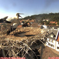 16_25-nest.jpg