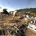 16_35-nest.jpg