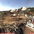 16_40-nest.jpg