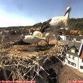 16_50-nest.jpg