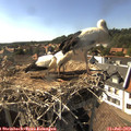 16_55-nest.jpg