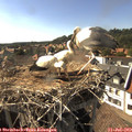 17_00-nest.jpg