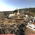 17_05-nest.jpg
