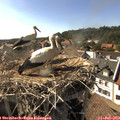 17_10-nest.jpg