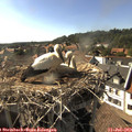 17_15-nest.jpg