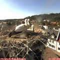 17_20-nest.jpg
